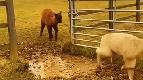 Funny animals videos Dio 8