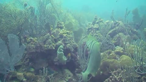 Moray Eel Attacks Diver..A terrifying moment in an otherwise peaceful recreational activity.