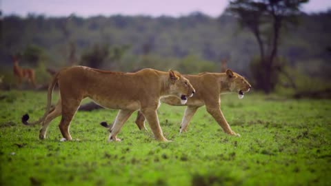 Pair Of Lioness walking together