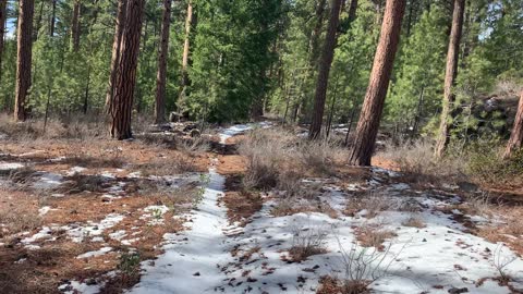 Hiking Through Deschutes National Forest – Whychus Creek – Central Oregon