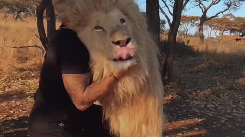 Cuddling with lion pride 🦁 🤩 🤯P#1