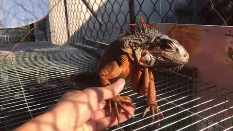 iguana dragon