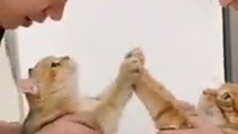 Funny Happy Cats Dancing Together!!!
