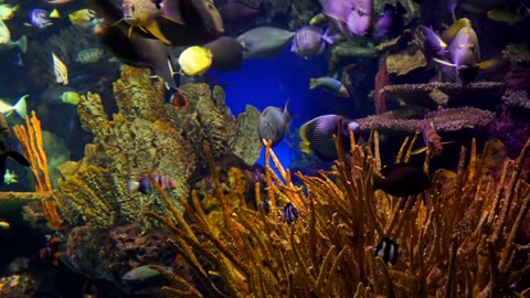 4K Stunning Underwater Nature Ambience ✨ ASMR Relaxation 🐠