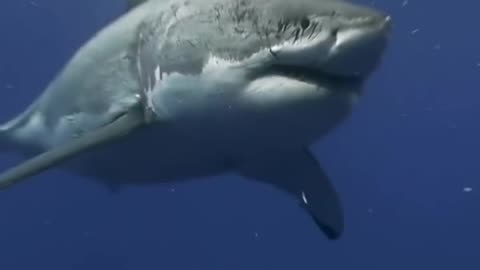 Why Is There No Great White Shark In Any Aquarium Of The World