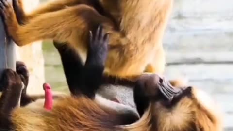 Mitting monkey