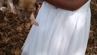 Don't Drop the Puppy