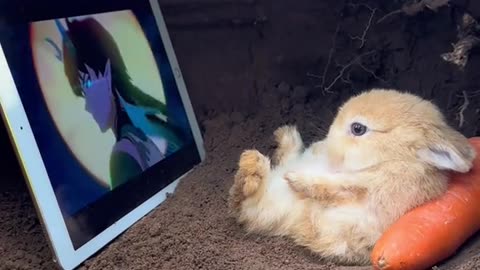 The rabbit watch movie