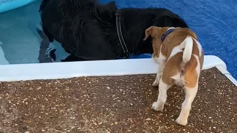 New Puppy Pushed Into Pool