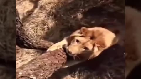 Man gets attacked by a lion. For real!