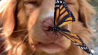 Observe how this dog plays with this butterfly