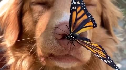 Observe how this dog plays with this butterfly