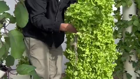 Growing Lettuce Without Soil!