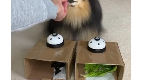 this good boi does NOT love broccoli at all