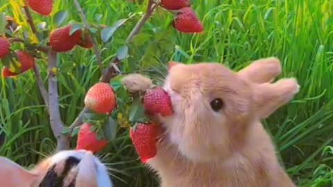 Cute Rabbit and Cat eating Strawberry