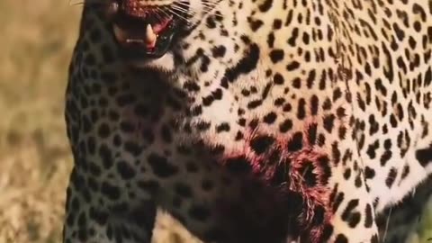 Dangerous leopard