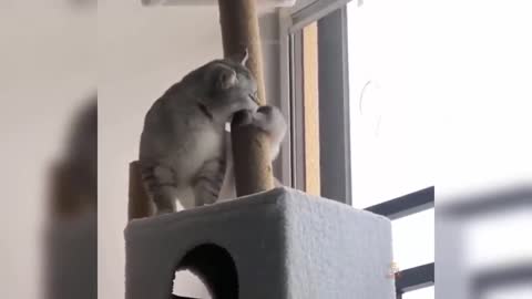 See what this cat is doing, he is turning around the pillar, it is really interesting