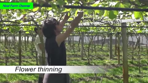 Kiwi Fruit Harvesting Picking and Packing - Amazing Agriculture Kiwi Farm Technology