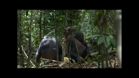 Baby chimpanzee scramble