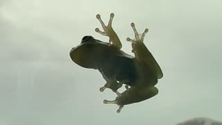 Frog Home Invasion