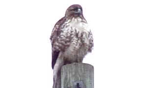 Large Hawk Perched on a Street Lamp