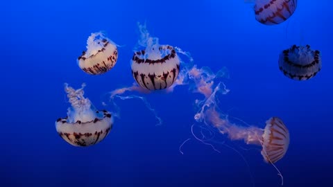 BBC jellyfish.ocean