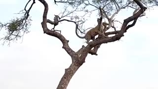 Leopard Hunts Monkey in a HighStakes Treetop Chase