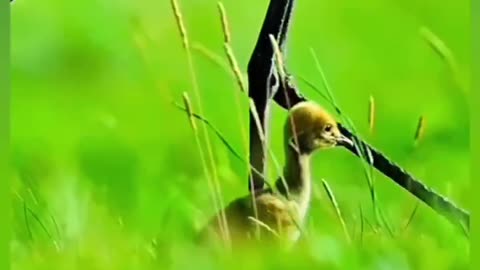 Unlikely Companions: The Heartwarming Connection Between Goats and Birds