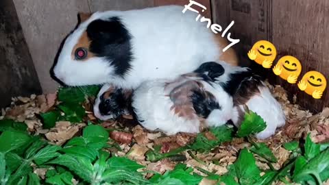 My guinea pig giving birth to 4 pup's for her first time