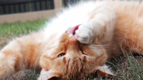 Close Up Video of a Cat Lying on the Grass