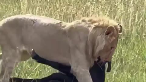 Lion group eating the buffalo