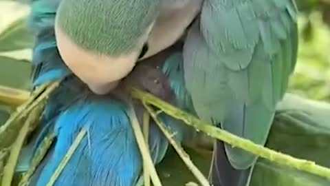 Beautiful parrot wooow🤩🤩😍😍😘😘😚😚😊😊