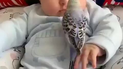 My child is not afraid of birds
