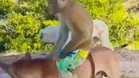 Warmly video! Sok yaa& OG relaxing as human#short#cast funny monkey and dog #funny video