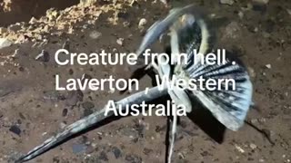 WEIRD CREATURES CAPTURE FROM HELL