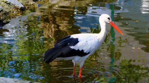 Amazing nature forest indor butterfly & Birds