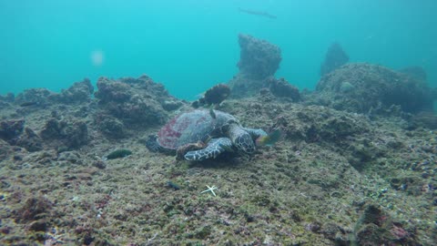 sea ​​turtle thailand