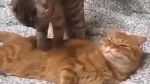 Funniest cat videos #123 - HILARIOUS!