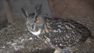 Owl hooting