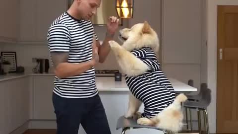 Dog Training Video 🐶 Cute Puppies