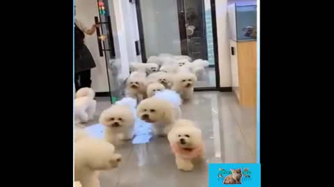 A group of puppies bursts into the house. Very funny