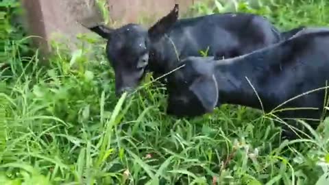 Assam Boer goat farming-Local Sagli palon kori Swabalombi Houk Assam gotat farming.in