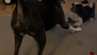 Boxer wanting to play