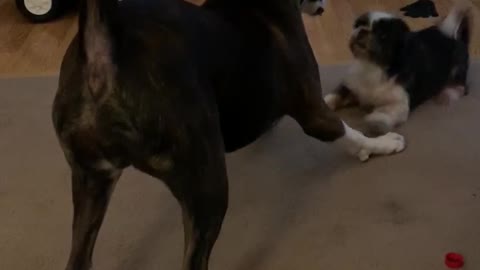 Boxer wanting to play