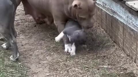 Funny animal videos part-3 /Blue pitbull dog