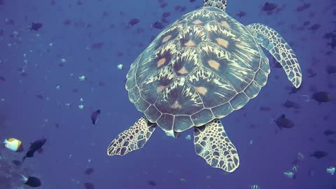 Turtle swims under sea water
