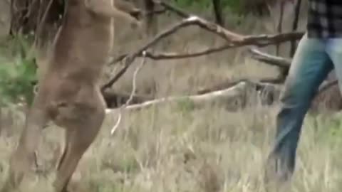Man Fights Kangaroo In The Face To Rescue His Dog #Australia #Shorts