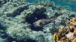 Spotted Porcupinefish