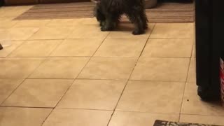 Playing puppy and toys