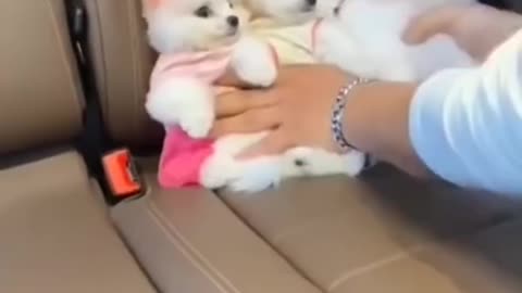 Cute Pomeranian Puppy #shorts